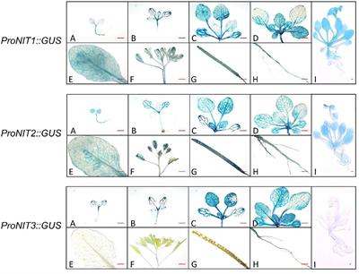 Nitrilases NIT1/2/3 Positively Regulate Flowering by Inhibiting MAF4 Expression in Arabidopsis